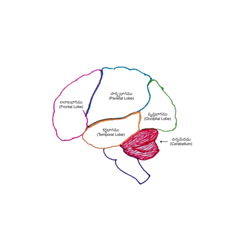 Rethinking ADHD Pharmacotherapy: The Clinical Case for Modafinil as a First- or Second-Line Option in Adults