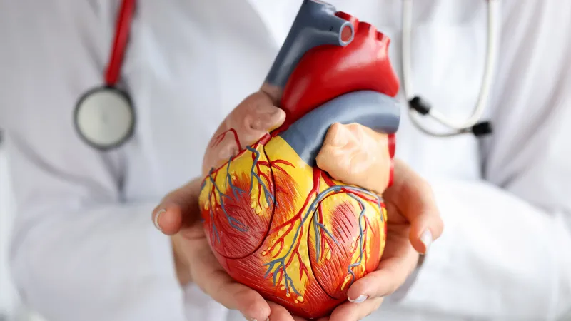 Modafinil and the Heart: What Clinicians and Patients Need to Know About Cardiac Safety, Blood Pressure, and Arrhythmia Risk