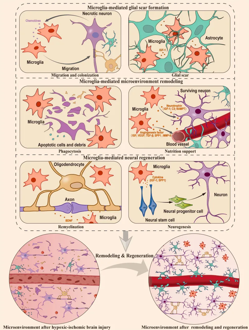 Modafinil as Neuroprotective Agent: Separating Preclinical Promise From Clinical Evidence in Neuroinflammation Research