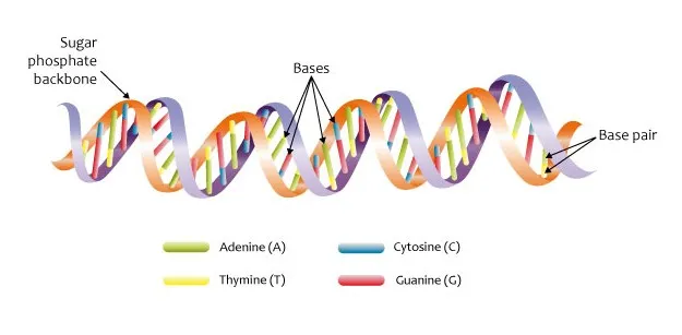 Why Modafinil Works Differently in Different People: A Pharmacogenomics Primer for the Personalized Medicine Era