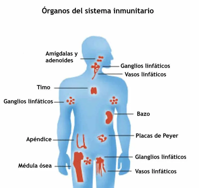 Modafinil Beyond the Blood-Brain Barrier: Systemic Immune, Inflammatory, and Metabolic Considerations for Long-Term Users